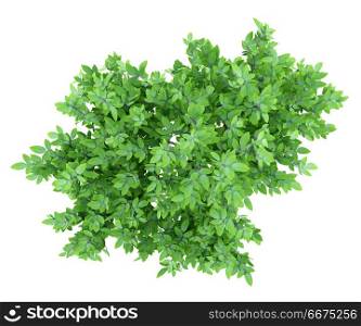 top view of orange tree isolated on white background. 3d illustration. top view of orange tree isolated on white background. 3d illustr