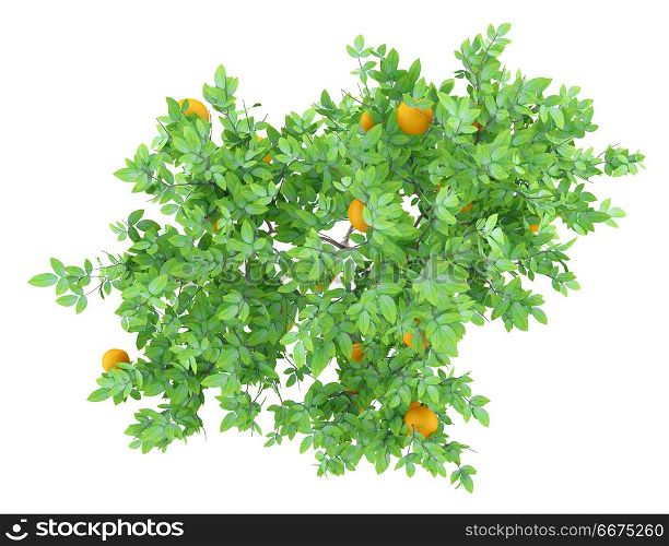 top view of orange tree with oranges isolated on white background. 3d illustration. top view of orange tree with oranges isolated on white backgroun