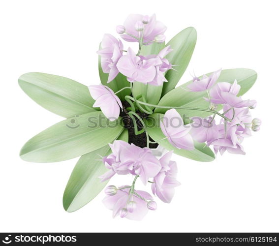 top view of orchid flowers in pot isolated on white background