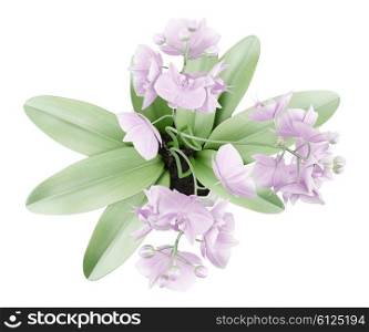 top view of orchid flowers in pot isolated on white background