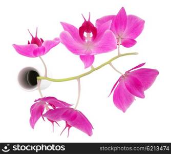 top view of orchid flowers in vase isolated on white background. 3d illustration