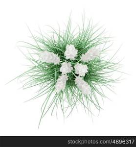 top view of ornamental grass plant isolated on white background. 3d illustration
