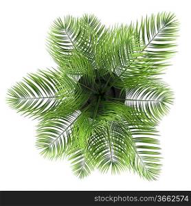 top view of palm tree in black pot isolated on white background