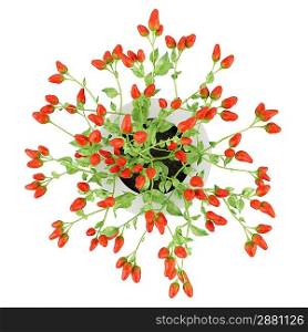 top view of paprika plant in pot isolated on white background
