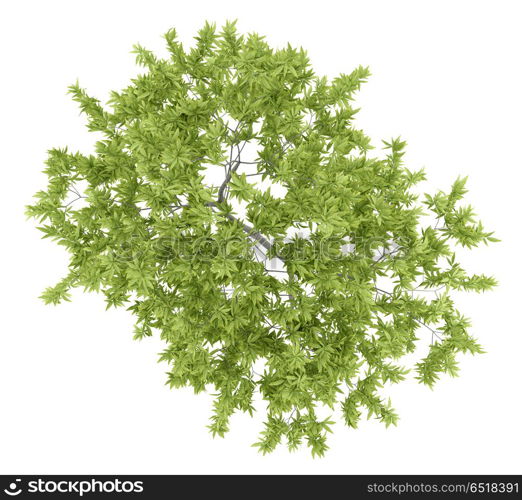 top view of peach tree isolated on white background. 3d illustration. top view of peach tree isolated on white background. 3d illustra