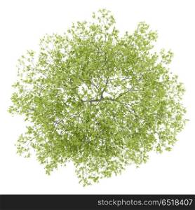 top view of peach tree isolated on white background. 3d illustration. top view of peach tree isolated on white background. 3d illustra
