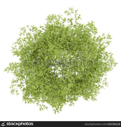 top view of peach tree isolated on white background. 3d illustration. top view of peach tree isolated on white background. 3d illustra