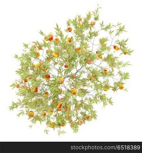 top view of peach tree with peaches isolated on white background. 3d illustration. top view of peach tree with peaches isolated on white background