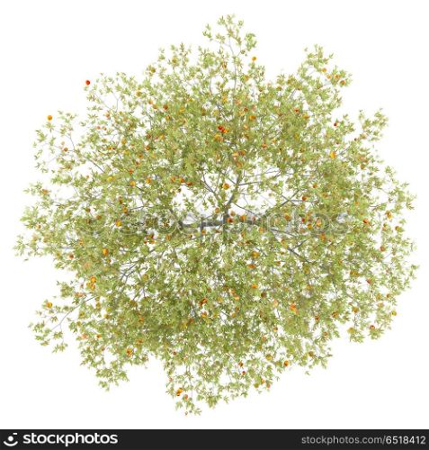top view of peach tree with peaches isolated on white background. 3d illustration. top view of peach tree with peaches isolated on white background