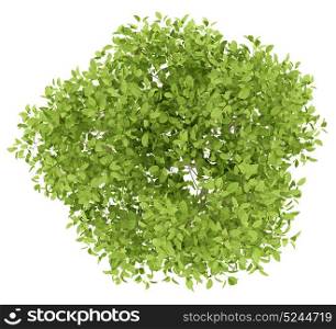 top view of pear tree isolated on white background. 3d illustration