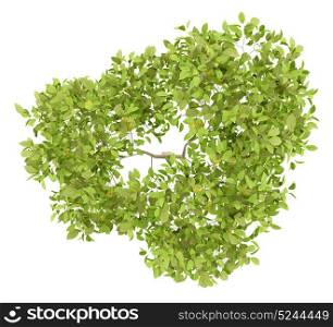 top view of pear tree with pears isolated on white background. 3d illustration