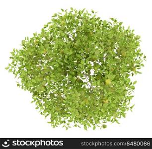 top view of pear tree with pears isolated on white background. 3d illustration. top view of pear tree with pears isolated on white background. 3