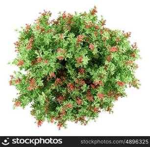 top view of pidgeon berry shrub plant isolated on white background. 3d illustration