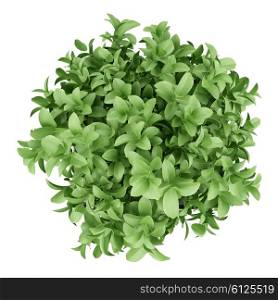 top view of plant in black pot isolated on white background