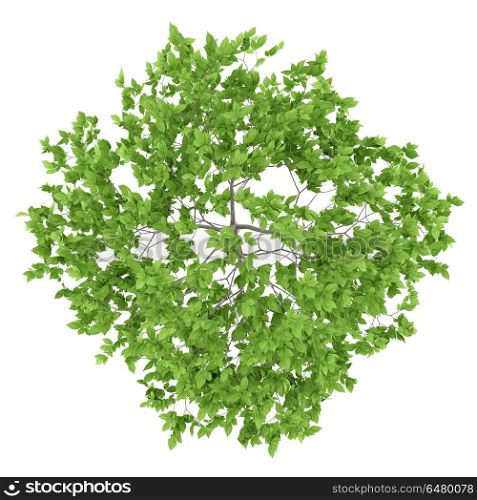 top view of plum tree isolated on white background. 3d illustration. top view of plum tree isolated on white background. 3d illustrat