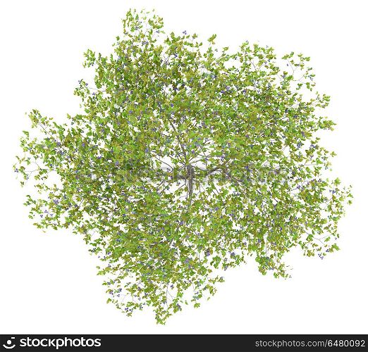 top view of plum tree with plums isolated on white background. 3d illustration. top view of plum tree with plums isolated on white background. 3