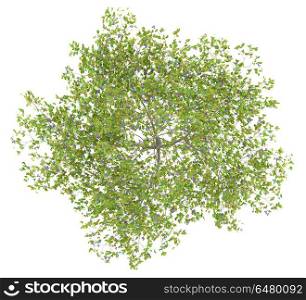 top view of plum tree with plums isolated on white background. 3d illustration. top view of plum tree with plums isolated on white background. 3