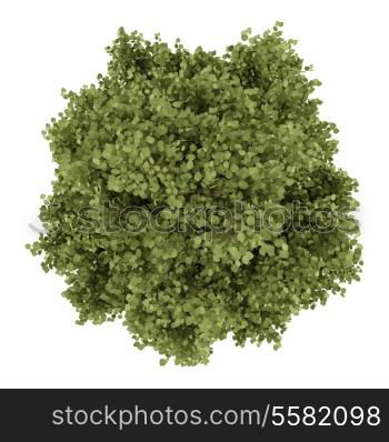 top view of poplar tree isolated on white background