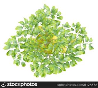 top view of potted lemon tree isolated on white background