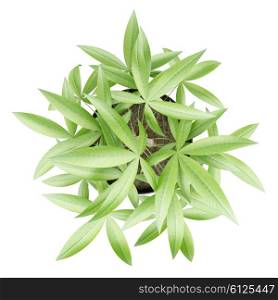 top view of potted money tree isolated on white background