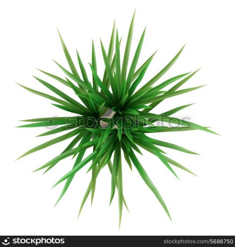 top view of potted palm tree isolated on white background