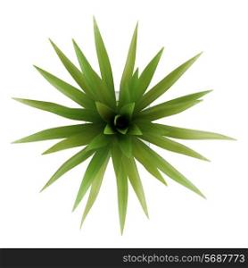 top view of potted palm tree isolated on white background