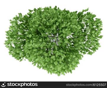 top view of potted tree isolated on white background