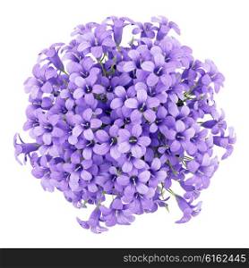 top view of purple flowers in pot isolated on white background. 3d illustration