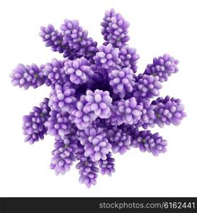 top view of purple lupine flowers in vase isolated on white background. 3d illustration