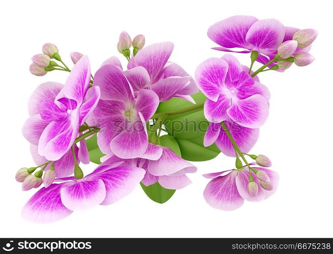 top view of purple orchid flower isolated on white background. 3d illustration. top view of purple orchid flower isolated on white background. 3