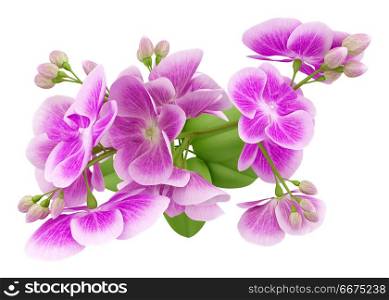 top view of purple orchid flower isolated on white background. 3d illustration. top view of purple orchid flower isolated on white background. 3