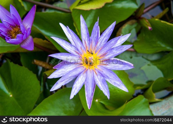 top view of purple water lily with bee