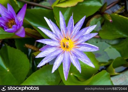top view of purple water lily with bee
