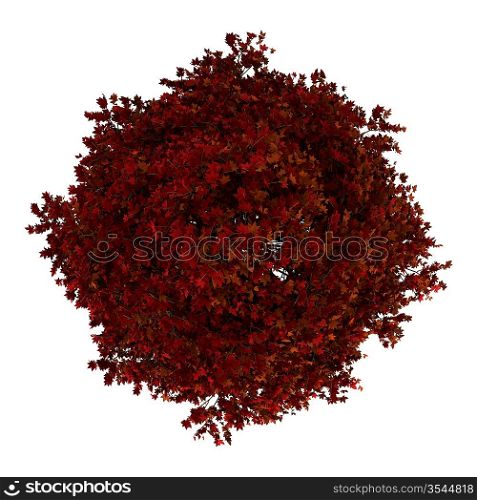top view of red american sweetgum tree isolated on white background