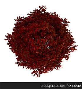 top view of red american sweetgum tree isolated on white background