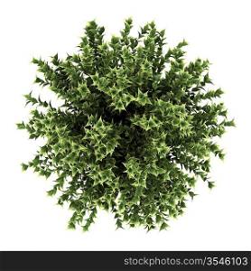 top view of red-barked dogwood bush isolated on white background