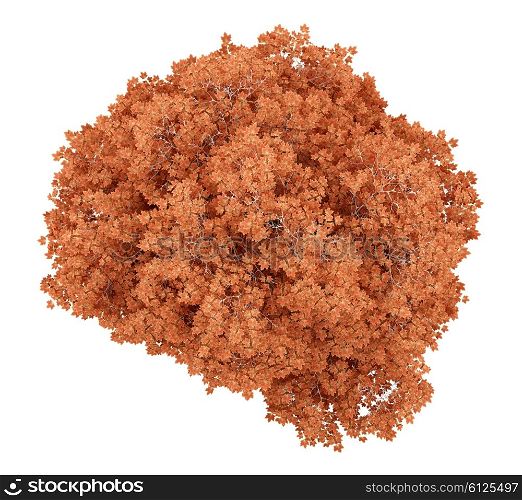 top view of red bonsai plant in pot isolated on white background