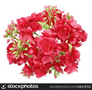 top view of red geranium flowers isolated on white background. 3d illustration