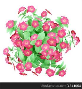 top view of red hibiscus flowers isolated on white background. 3d illustration
