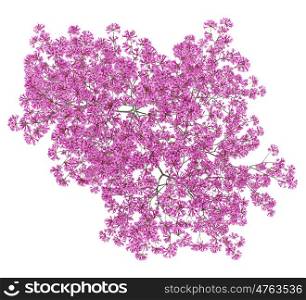 top view of red lapacho tree isolated on white background. 3d illustration