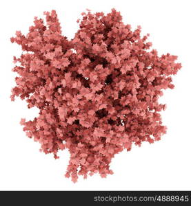 top view of red maple tree isolated on white background. 3d illustration