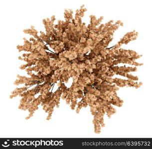 top view of red maple tree isolated on white background. 3d illustration