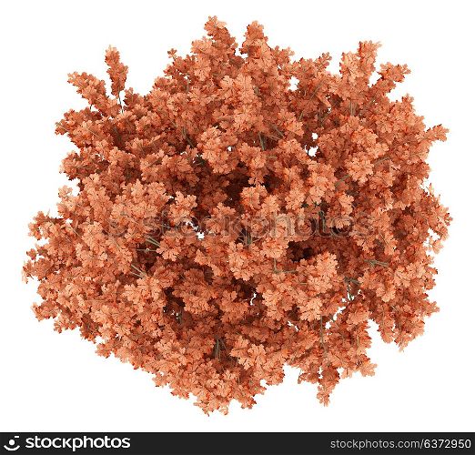 top view of red oak tree isolated on white background. 3d illustration