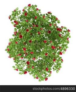 top view of red rose shrub plant isolated on white background. 3d illustration