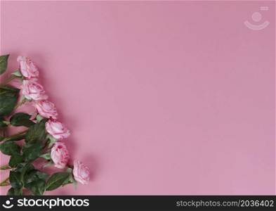 Top view of roses on pink background for Mothers Day holiday concept