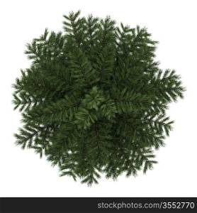 top view of scots pine tree isolated on white background