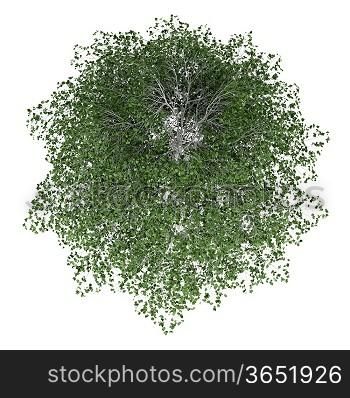 top view of silver birch tree isolated on white background