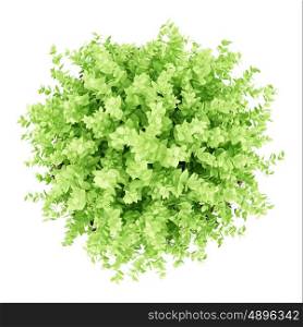 top view of small boxwood plant isolated on white background. 3d illustration
