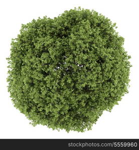 top view of small-leaved lime tree isolated on white background