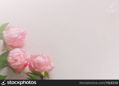 Top view of soft tone pink Peonies artificial flowers on blank background